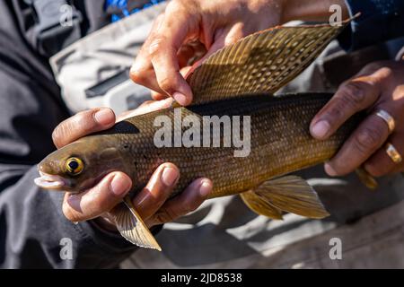 Pesca del graniling artico (Thymallus articus) all'interno dell'Alaska Foto Stock