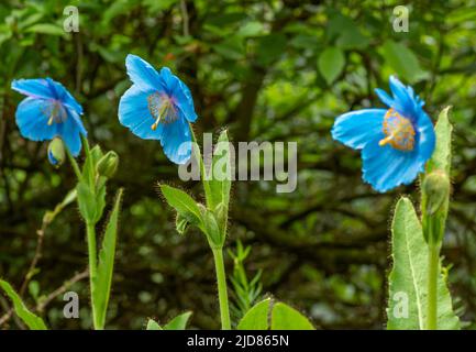 Fiori di papavero blu Foto Stock