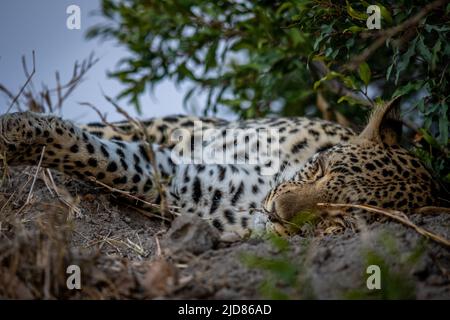 Primo piano di un leopardo femminile che dorme su un monte termite nel Parco Nazionale Kruger, Sudafrica. Foto Stock