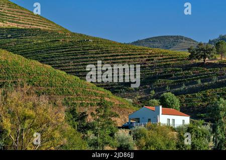 Vigneto Porto sulle colline della Valle del Douro vicino a Pinhao, Porto, Portogallo Foto Stock