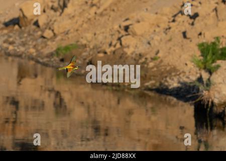 Bella scena naturale con uccello europeo apicologio (Merops apiaster). Foto di animali selvatici di apicologio europeo (apicologio Merops). Foto Stock