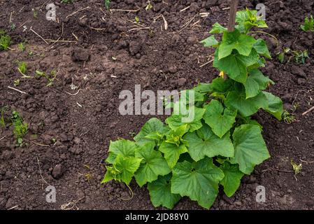 vite di cetriolo con peduncoli e ovaie di cetriolo su rete di giardino. vite di cetriolo. Cetrioli maturanti in giardino al sole all'aperto senza ogm, verde Foto Stock