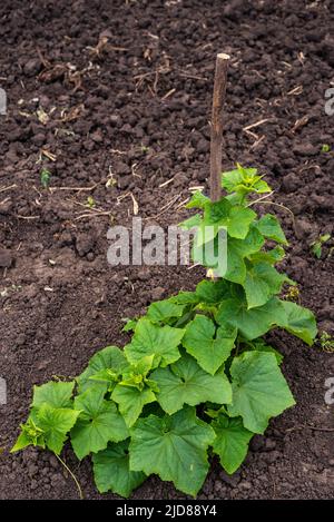 vite di cetriolo con peduncoli e ovaie di cetriolo su rete di giardino. vite di cetriolo. Cetrioli maturanti in giardino al sole all'aperto senza ogm, cuc Verde Foto Stock