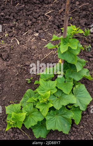 vite di cetriolo con peduncoli e ovaie di cetriolo su rete di giardino. vite di cetriolo. Cetrioli maturanti in giardino al sole all'aperto senza ogm, cuc Verde Foto Stock