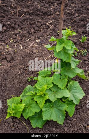 vite di cetriolo con peduncoli e ovaie di cetriolo su rete di giardino. vite di cetriolo. Cetrioli maturanti in giardino al sole all'aperto senza ogm, cuc Verde Foto Stock