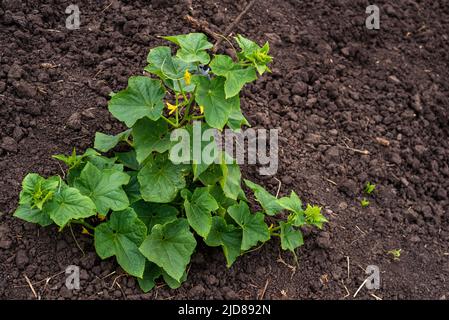 vite di cetriolo con peduncoli e ovaie di cetriolo su rete di giardino. vite di cetriolo. Cetrioli maturanti in giardino al sole all'aperto senza ogm, cuc Verde Foto Stock