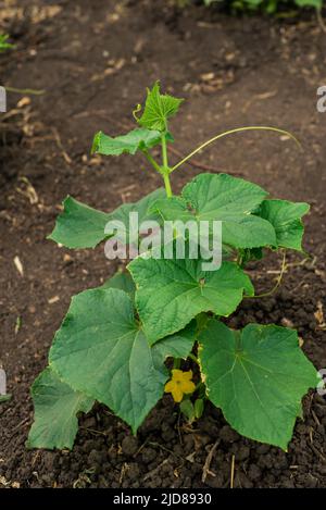 vite di cetriolo con peduncoli e ovaie di cetriolo su rete di giardino. vite di cetriolo. Cetrioli maturanti in giardino al sole all'aperto senza ogm, cuc Verde Foto Stock