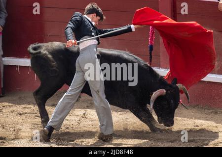 Un giovane matador durante una corrida per gli studenti di corrida per celebrare il festival Sanjoaninas al Praca de Toiros Ilha Terceira, 18 giugno 2022 ad Angra do Heroísmo, isola di Terceira, Azzorre, Portogallo. La tradizionale corrida in stile portoghese è una corrida senza uccisioni eseguita solo per mostrare le abilità del matador. Foto Stock