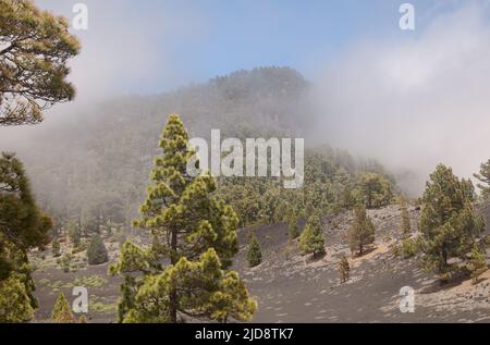 La Palma, paesaggi lungo il famoso percorso escursionistico Ruta de Los Volcanes, lungo la cresta dell'isola da El Paso a Fuencaliente Foto Stock