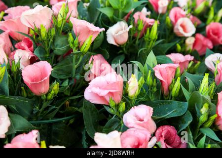 Fiori colorati di Eustoma grandiflorum nel giardino Foto Stock