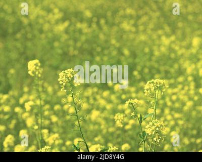 Il fuoco selettivo sul piccolo fiore giallo, probabilmente seme di senape fiore, ha causato uno sfondo sbiadito. Colore naturale a due tonalità di giallo e verde. Foto Stock