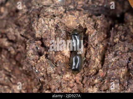 Dorcatoma dredensis di accoppiamento su polipore Foto Stock