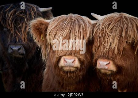 Tre vitelli delle Highland (Bos taurus taurus) isolati su sfondo nero Foto Stock