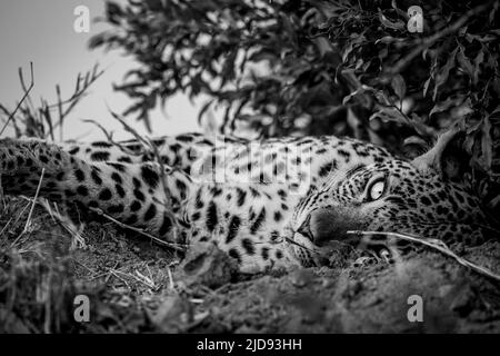 Primo piano di un leopardo femminile che dorme su un monte termite in bianco e nero nel Parco Nazionale Kruger, Sudafrica. Foto Stock