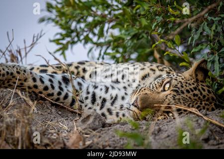 Primo piano di un leopardo femminile che dorme su un monte termite nel Parco Nazionale Kruger, Sudafrica. Foto Stock