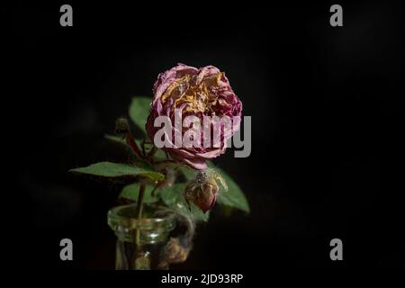 Una rosa appassita su sfondo nero Foto Stock