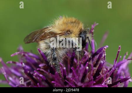 Bee Bombus pascuorum Foto Stock