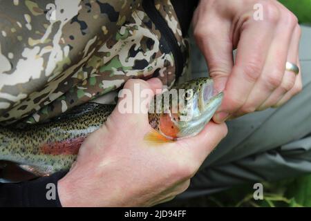 Fisherman rimuove il gancio dalla bocca di una trota arcobaleno (Oncorhynchus mykiss) catturata nel fiume Wye, Monsal Dale, Derbyshire Foto Stock