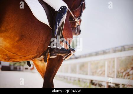 Un pilota si siede su un bel cavallo nella baia in sella in una giornata estiva soleggiata. Equitazione. Sport equestri. Foto Stock