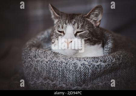 Un gatto domestico grigio carino si trova a casa avvolto in una coperta di lana grigia calda e squinting con piacere. Un animale domestico nel freddo d'inverno. Foto Stock