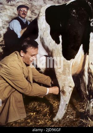 TIMOTEO, MUCCA, TUTTE LE CREATURE GRANDI E PICCOLE, 1985, Foto Stock