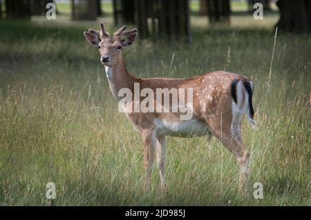 Giovane cervo zoppo a Bushy Park Surrey Inghilterra Foto Stock