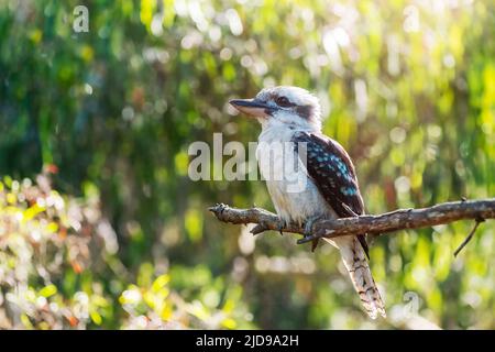 Ritratto di ridere kookaburra su un albero. Foto Stock