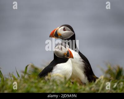 Le pulcinelle atlantiche (Fratercola arctica) sulle Isole Treshnish al largo della costa occidentale dell'isola di Mull, Scozia, Regno Unito. Spesso chiamati "clown del mare" Foto Stock