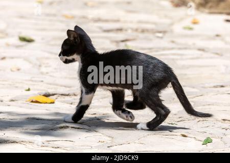 Un gattino bianco e nero nel nord di Cipro Foto Stock