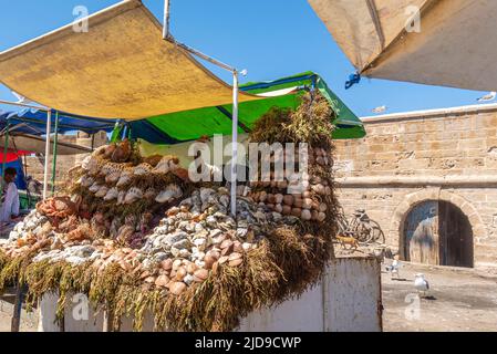 Vendita di vongole fresche di mare crudo al mercato del pesce nel porto di Essaouira, Marocco Foto Stock