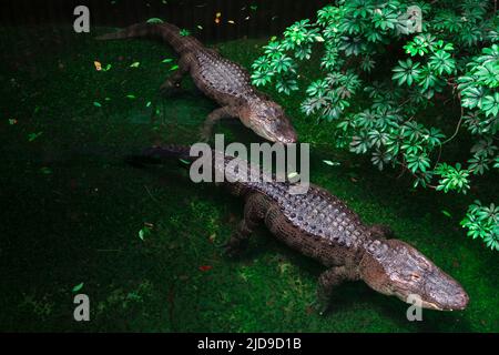 Due coccodrilli in acqua tropicale verde. Habitat naturale per rettili Foto Stock