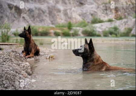 Cane pastore malinois belga ribelle giacente nell'acqua del lago con un altro malinois giacente sulla riva. Foto Stock