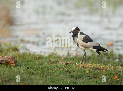 Fabbro Pavoncella (Vanellus armatus) Foto Stock