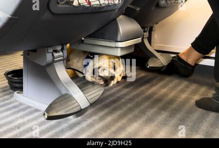 ADI un Bulldog americano in un treno DI GHIACCIO della Deutsche Bahn sulla Juni 18, 2022 a Würzburg, Germania. © Peter Schatz / Alamy Live News Consigli: Il permesso del proprietario Foto Stock