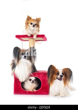 papillon cani e chihuahuas di fronte a sfondo bianco Foto Stock