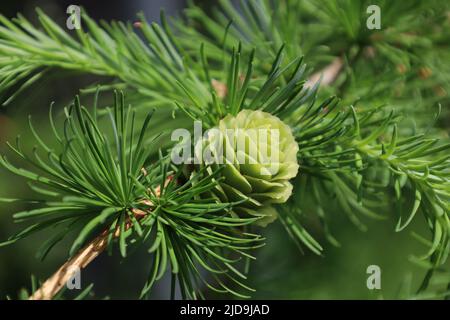 Coni verdi brillanti giovani sul ramo del larice europeo. Primo piano del germoglio di apertura di Larix decidua. Cono femmina. Bellezza naturale di elegante larice Foto Stock
