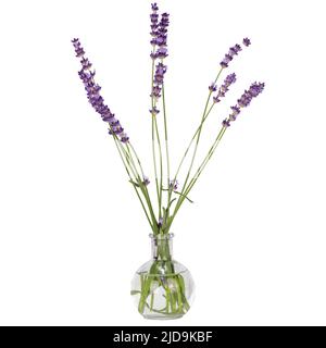 Bouquet di fiori di lavanda isolato su sfondo bianco. Fiori in vaso Foto Stock