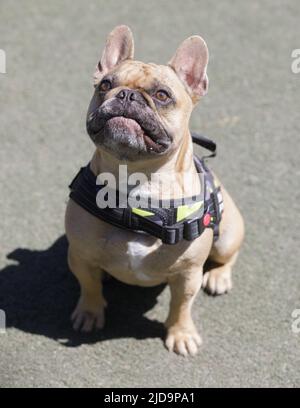 2 anni Tan Frenchie maschio Looking Up con bocca chiusa. Parco per cani al guinzaglio nella California settentrionale. Foto Stock