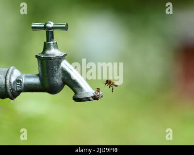 Berlino, Germania. 01st giugno 2022. 01.06.2022, Berlino. Le api provano a prendere l'acqua dal filo di un rubinetto in una giornata calda durante una siccità. Le api hanno bisogno di acqua per bere, per la loro prole e per raffreddare l'alveare nei giorni caldi. Credit: Wolfram Steinberg/dpa Credit: Wolfram Steinberg/dpa/Alamy Live News Foto Stock