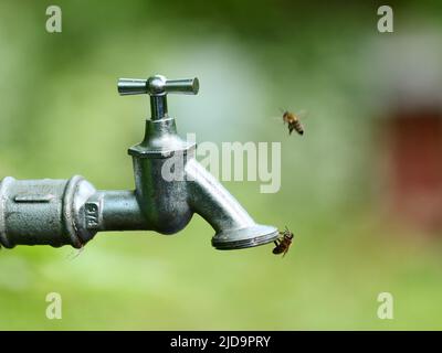 Berlino, Germania. 01st giugno 2022. 01.06.2022, Berlino. Le api provano a prendere l'acqua dal filo di un rubinetto in una giornata calda durante una siccità. Le api hanno bisogno di acqua per bere, per la loro prole e per raffreddare l'alveare nei giorni caldi. Credit: Wolfram Steinberg/dpa Credit: Wolfram Steinberg/dpa/Alamy Live News Foto Stock