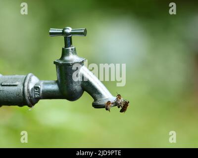 Berlino, Germania. 01st giugno 2022. 01.06.2022, Berlino. Le api provano a prendere l'acqua dal filo di un rubinetto in una giornata calda durante una siccità. Le api hanno bisogno di acqua per bere, per la loro prole e per raffreddare l'alveare nei giorni caldi. Credit: Wolfram Steinberg/dpa Credit: Wolfram Steinberg/dpa/Alamy Live News Foto Stock