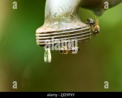 Berlino, Germania. 19th giugno 2022. 19.09.2022, Berlino. Le api provano a prendere l'acqua dal filo di un vecchio rubinetto fuori in una giornata calda durante una siccità. Le api hanno bisogno di acqua per bere, per la loro prole e per raffreddare l'alveare nei giorni caldi. Credit: Wolfram Steinberg/dpa Credit: Wolfram Steinberg/dpa/Alamy Live News Foto Stock