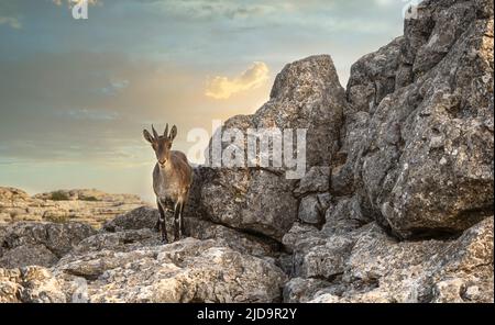 Capra di montagna su una scogliera nel Parco Naturale Torcal, Spagna. Foto Stock