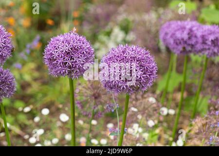 Cottage giardino fiore bordo giardino piantato con viola Alliums su uno sfondo sfocato. Inghilterra, Regno Unito Foto Stock