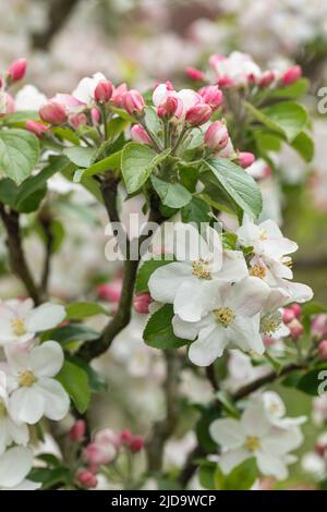 Primo piano di Malus domestica 'Re dei Pippins' mela fioritura in un giardino inglese durante la primavera, Inghilterra, Regno Unito Foto Stock