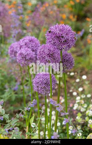 Cottage giardino fiore bordo giardino piantato con viola Alliums su uno sfondo sfocato. Inghilterra, Regno Unito Foto Stock