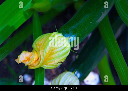 Zucchine con il suo fiore e un piccolo drago mosca Foto Stock