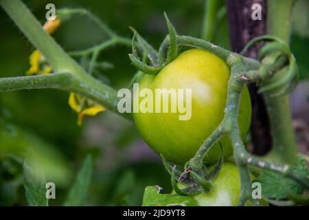 Pomodori pianta con alcuni frutti non strappati appesi su di esso Foto Stock