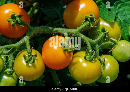 Pomodori pianta con alcuni frutti non strappati appesi su di esso Foto Stock