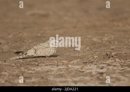 Nightjar egiziano Caprimulgus aegyptius saharae. Parco Nazionale di Oiseaux du Djoudj. Saint-Louis. Senegal. Foto Stock
